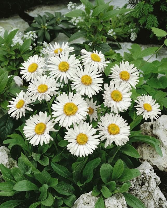 Aster Alpinus ‘White Beauty’ Perennial Large Plug Plants Pack x6