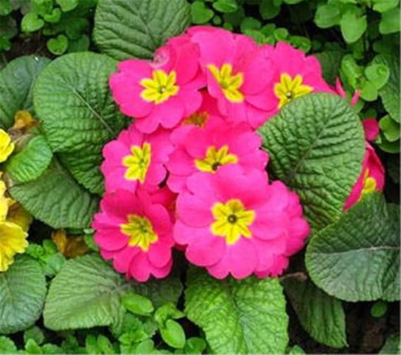 Amazon プリムローズの種 色が鮮やかである 違う花 燦然として雲霞の如しツインフラワー 植物の種 切花用 庭園の緑化 新しいシード商品 花