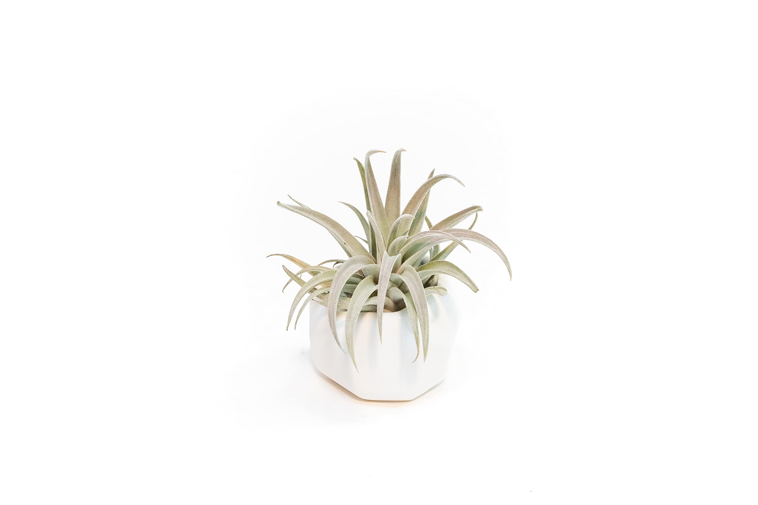 Air Plant Shop Single White Ceramic with Custom Air Plant - Succulents - Live Tillandsia - Easy Care Indoor and Outdoor House Plants (Harrisii)