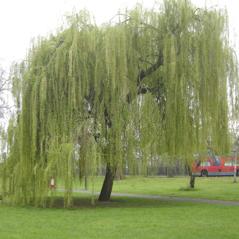 AMDGarden Pianta di Salice Piangente Dorato Salix Babylonica Chrysocoma h 160 cm in Vaso 24 cm Albero Ornamentale a Foglia Caduca