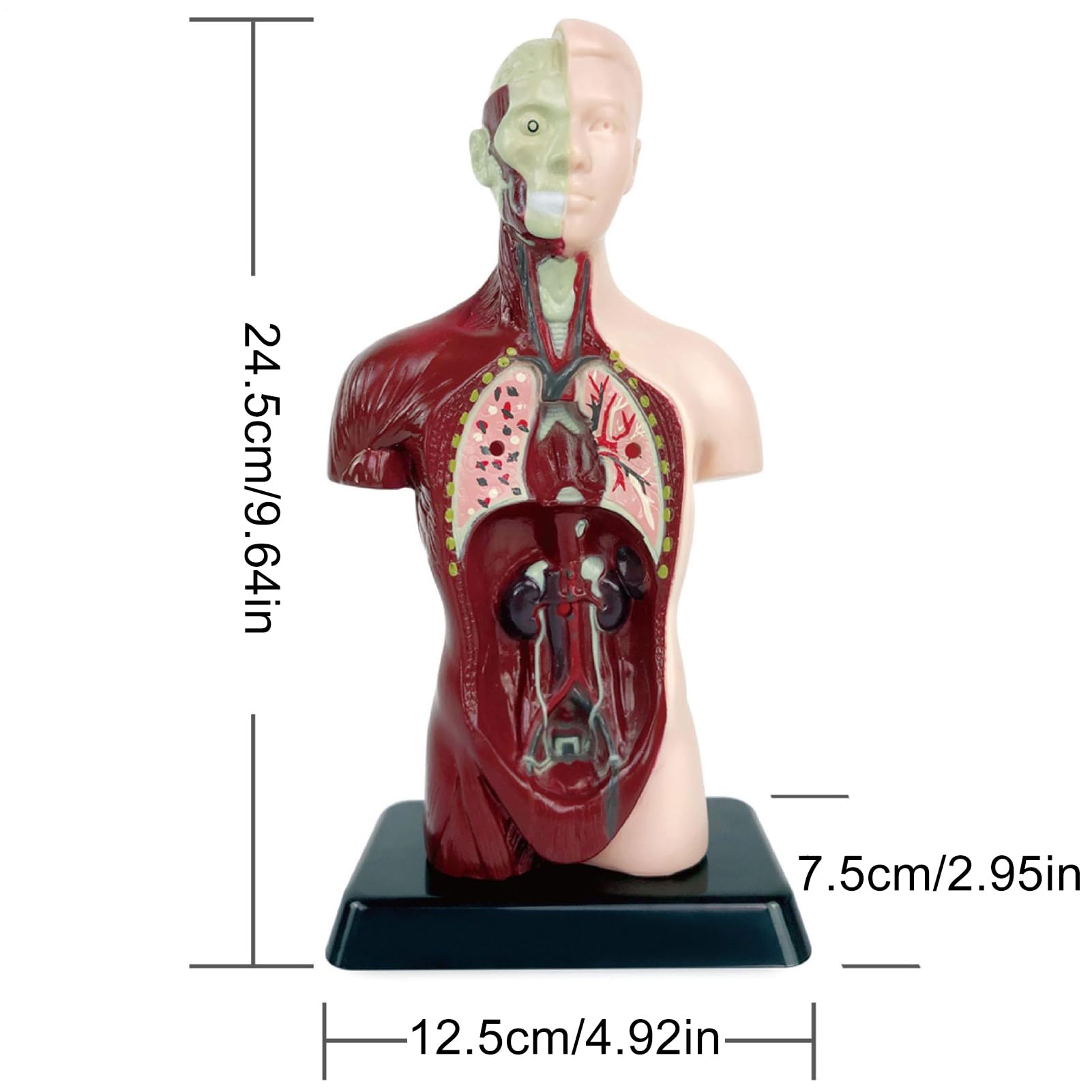 Modelo del Cuerpo Humano Kit Científico Educativo Desmontable Y Realista