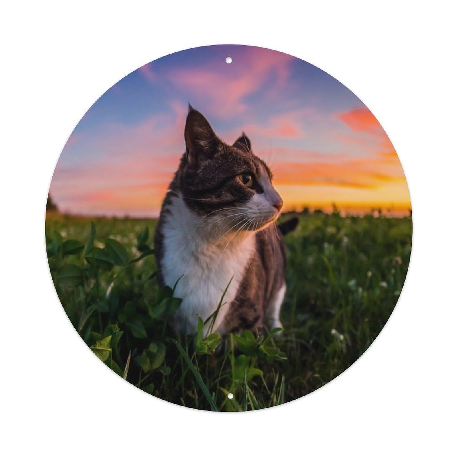 Sunset Cat Meadow Nature Photography Portrait Metal Tin Sign