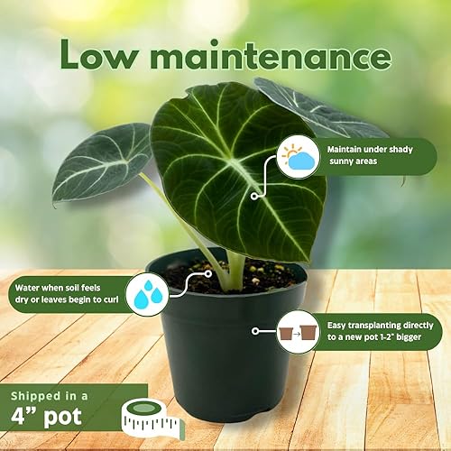 Miniatura 5 de BubbleBlooms Alocasia Terciopelo Negro, Joya Alocasia en maceta de 4 pulgadas