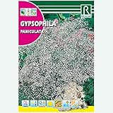 Semilla Paniculata (Gipsofila) - Rocalba