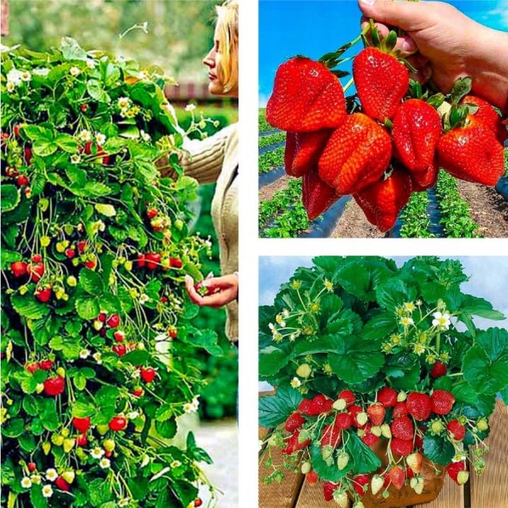 Erdbeerpflanzen 'Albion' Klettererdbeeren, Immertragende ab März - Set mit 10 Pflanzen ERDBEEREN - Winterhart, Mehrjährig Frostbeständig, Sommerertrag für Garten und Balkon