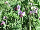 Irish Eyes Garden Seeds- Cover Crops- Austrian Winter Pea- 2 LBS