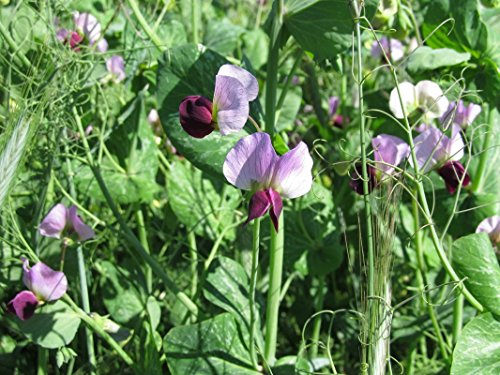 Irish Eyes Garden Seeds- Cover Crops- Austrian Winter Pea- 2 LBS Irish Eyes Garden Seeds- Cover Crops- Austrian Winter Pea- 2 LBS