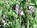 Irish Eyes Garden Seeds- COVER CROPS- AUSTRIAN WINTER PEA- 2 LBS
