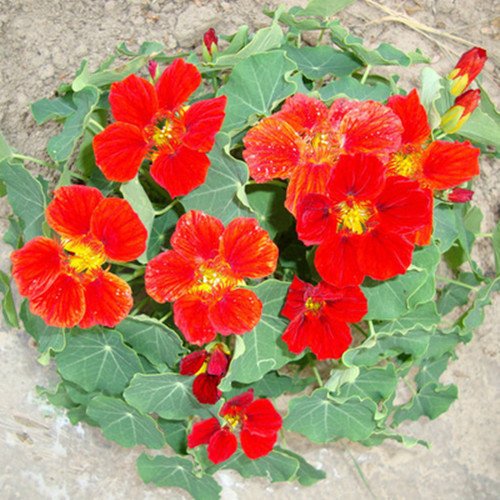 Buy New Hanging nasturtium seeds, 24 species 10 pcs / lot a10 Online