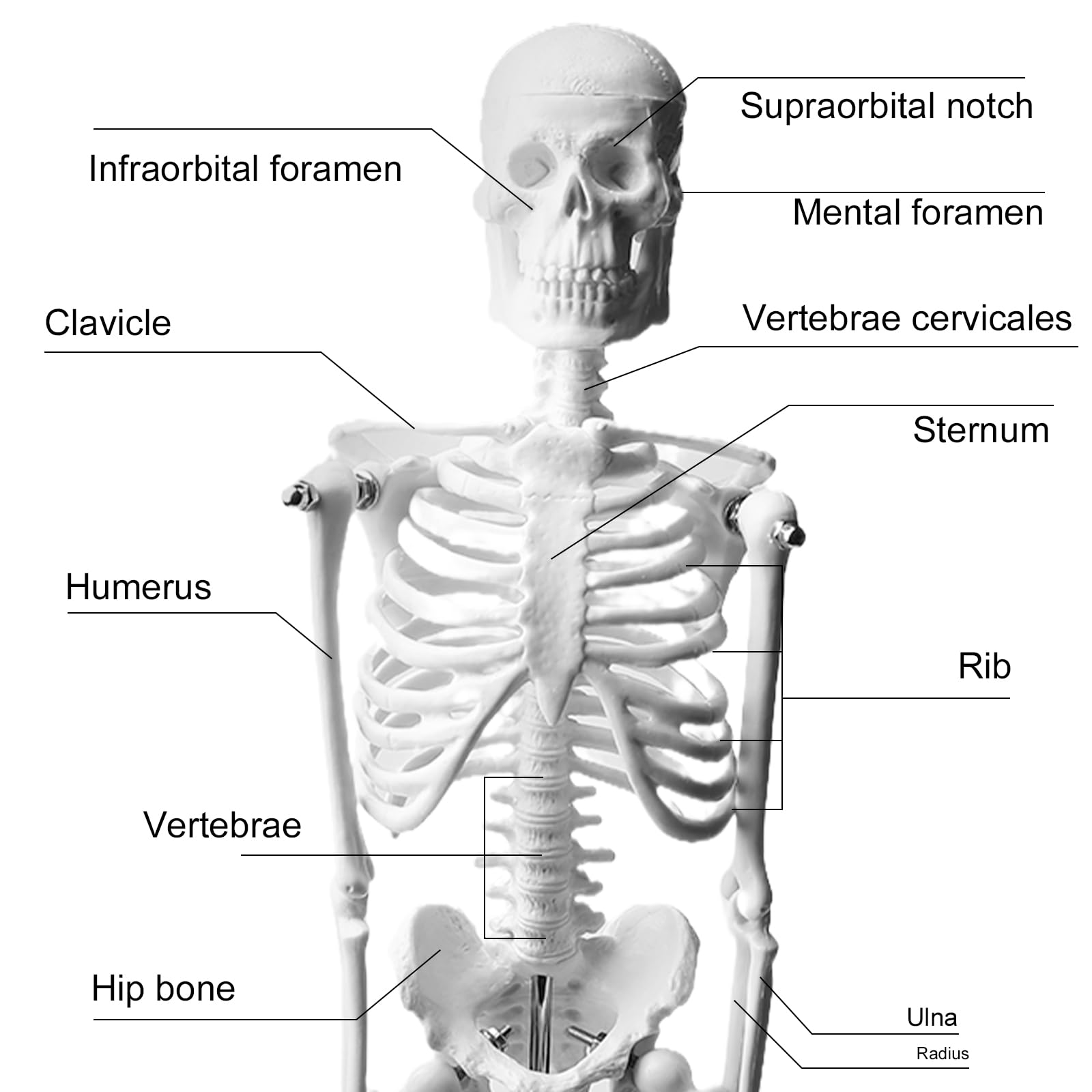 Modello di scheletro umano da 45 cm per anatomia, modello di anatomia a scheletro piccolo, modello funzionale di anatomia per studio di medicina e cliniche