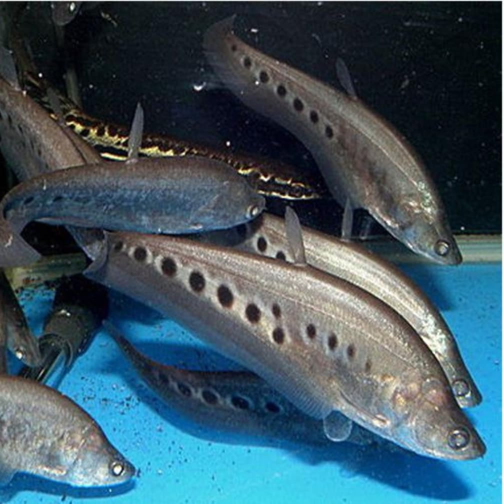 Ken's Ultra Goldfish Flake 1 lb