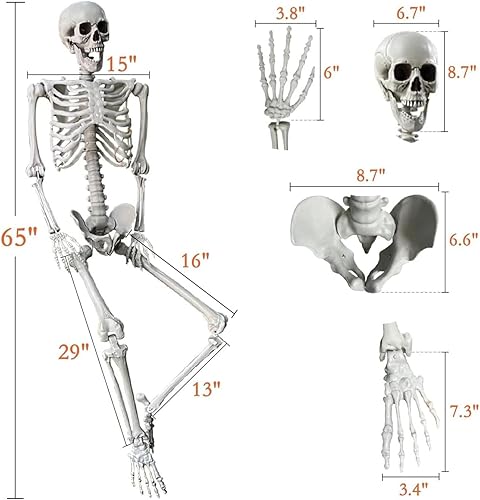 Miniatura 5 de Tulalo Paquete de 2 esqueletos decorativos de Halloween de 5.4 pies, esqueletos posables de tamaño real para decoración de Halloween en interiores y
