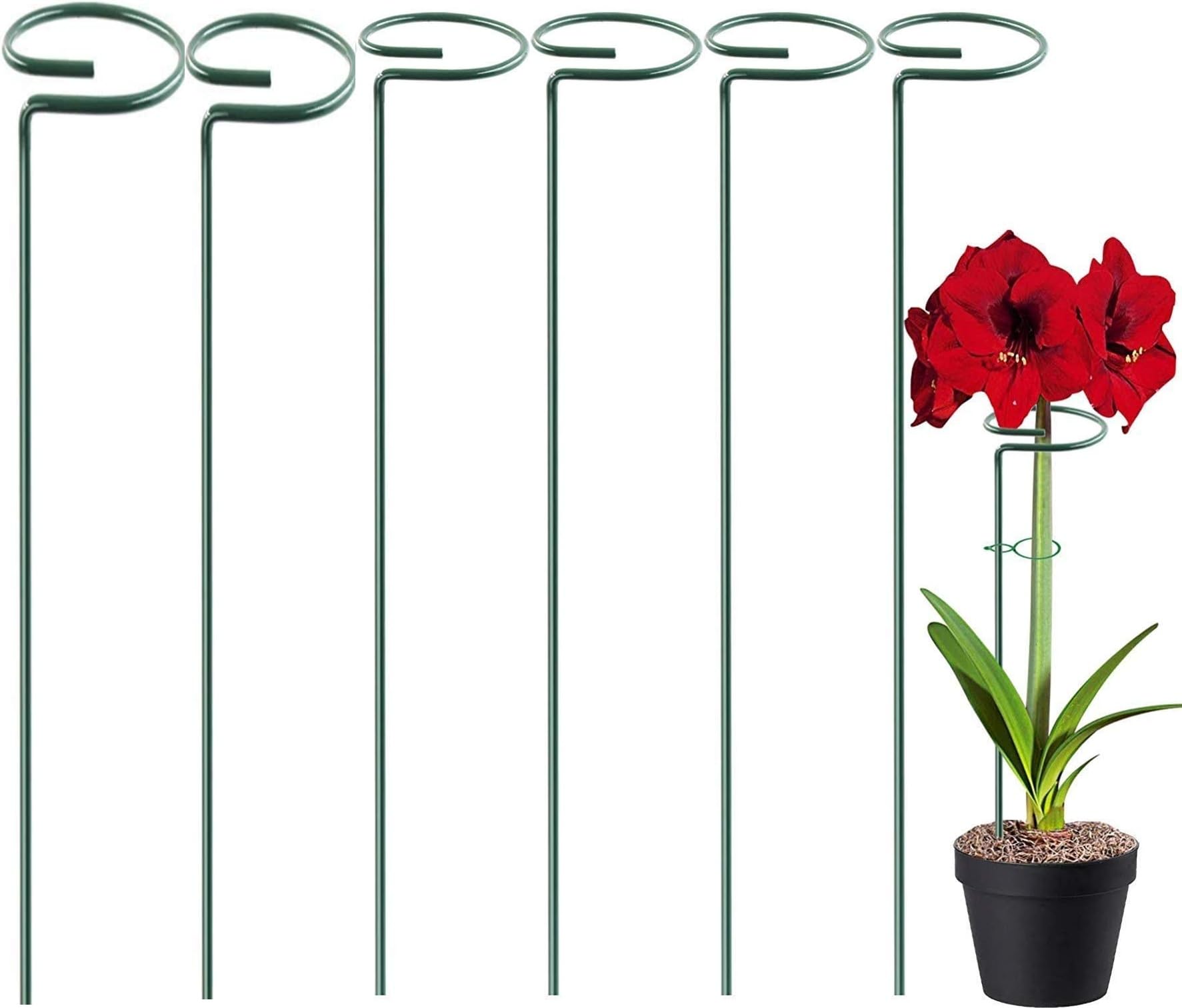 AG E-Com 16 inches Metal Plant Stakes, Pack of 6 | Single Stem Flower Plant Support | Garden Plant Trellis for Amaryllis Orchid Lily Rose Tomatoes-image-12