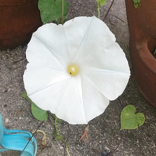 Miniatura 3 de 30 semillas gigantes de vid de luna blanca, gloria matutina blanca tropical "Moonflower" – Semillas de flores exóticas tropicales raras – Pantalla