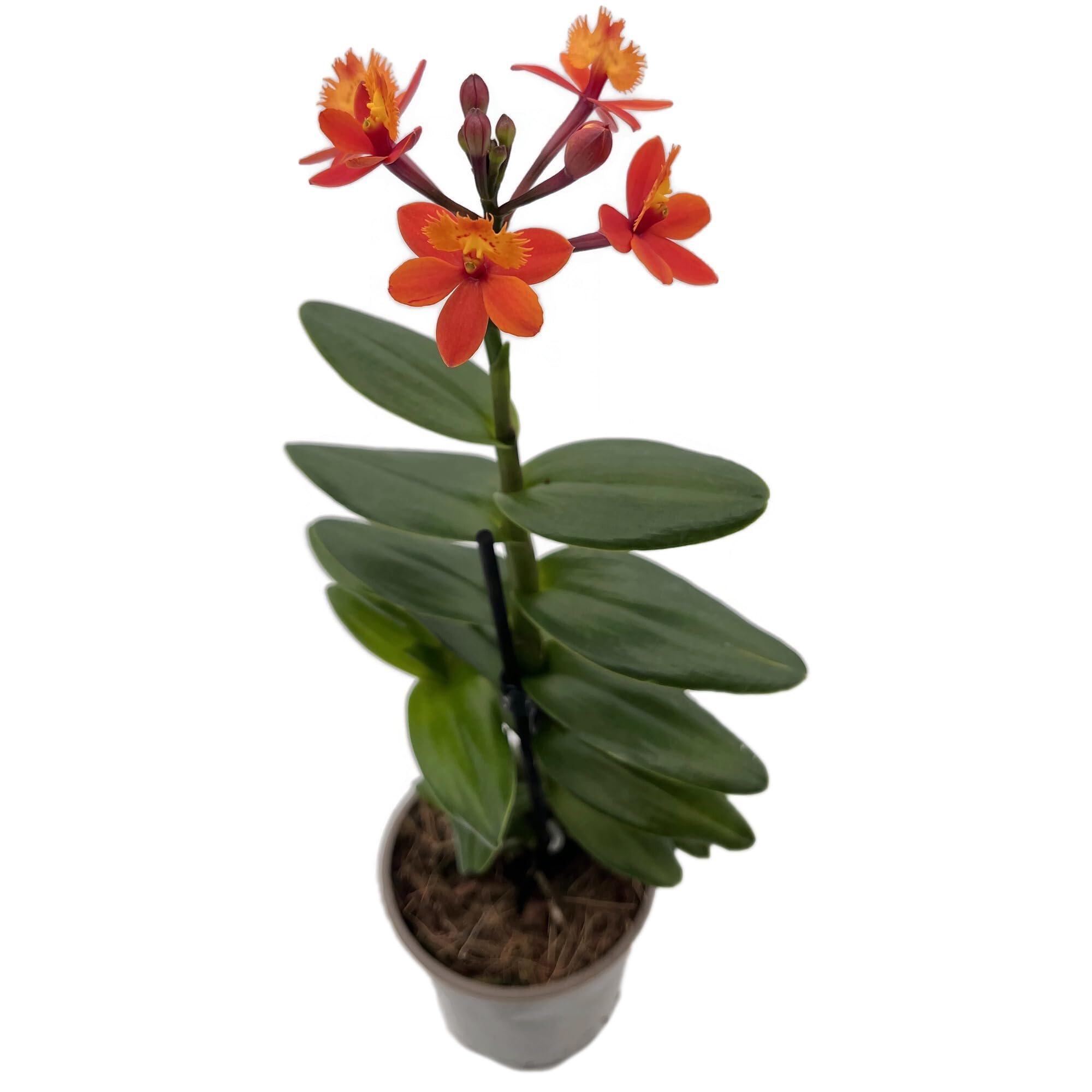 Epidendrum radicans - seltene Schmetterlingsorchidee mit zarten Blüten - pflegeleichte Orchidee