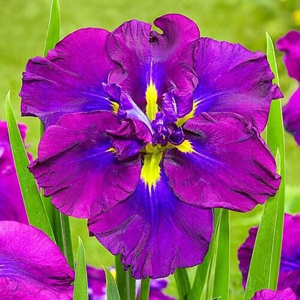 Purple and Yellow Re-Blooming Japanese Iris Flower Bulb Rhizome Bare Root for Planting Home Balcony Bonsai (2 Rhizomes)