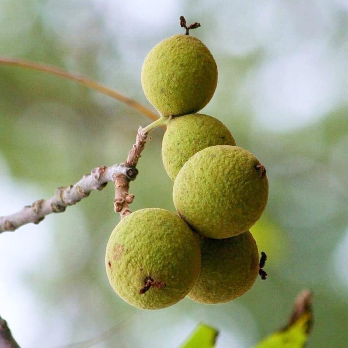 Set 5 Black Walnut Trees Seedlings Live Plants, Black Walnut Tree Sapling, Hardy Walnut for Gardens, Bare Roots, 12 to 24 Inc Tall, No Leaf