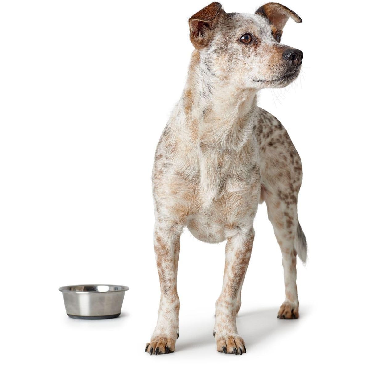 HUNTER Gamelle en Acier Inoxydable - pour Chien et Chat
