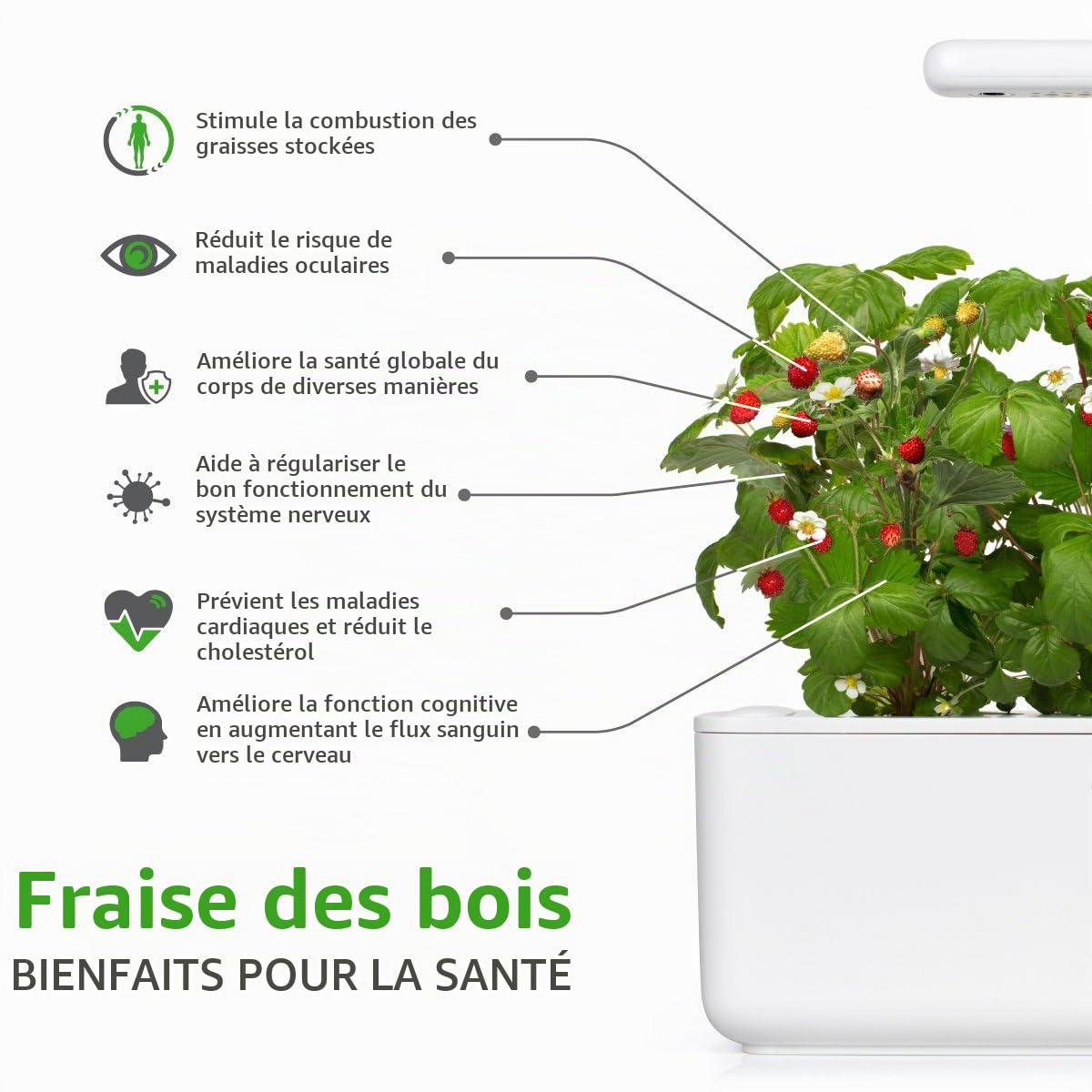 Click & Grow CLIC Smart Herb Garden Pack de 3 Recharge pour jardinière Fraises des bois Blanc 15 x 4 x 4 cm | Smart Soil Breveté. Capsules Prêtes à Pousser. Graines et nutriments déjà inclus. Croissance rapide.