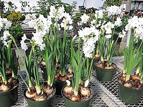 Quaint Paperwhite Growing Kit, Includes 5 Paperwhite Bulbs, a Plastic Pot and Saucer, and Professional Growing Medium - Thumbnail 2