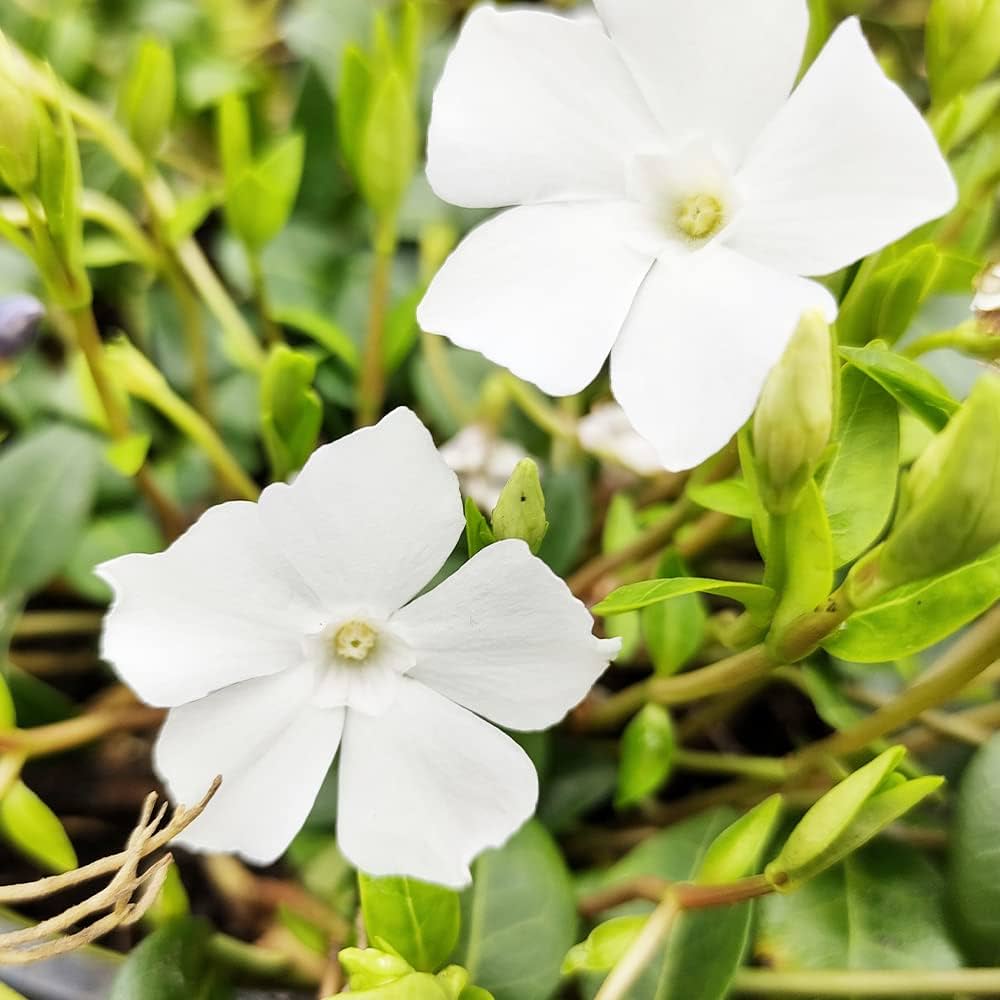 Amazon.co.jp: ITANSE 姫ツル日々草(ヒメツルニチニチソウ