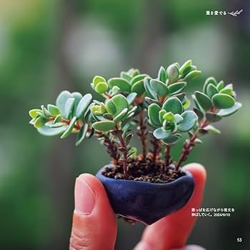 ベランダで豆盆栽鉢で楽しむ ゆびのさきにかわいいみどり | ayumitt