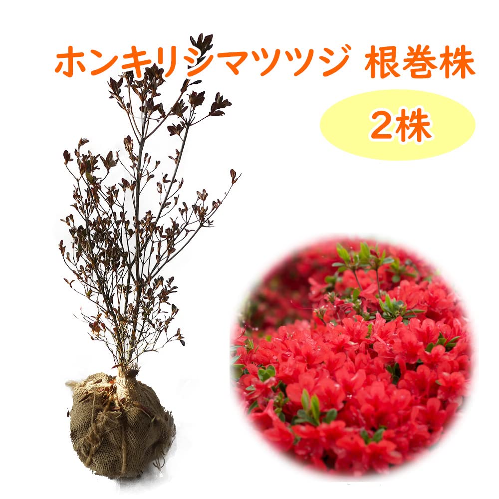 Amazon.co.jp: 『 ホンキリシマツツジ 根巻株 2株 』 樹高約50cm 苗