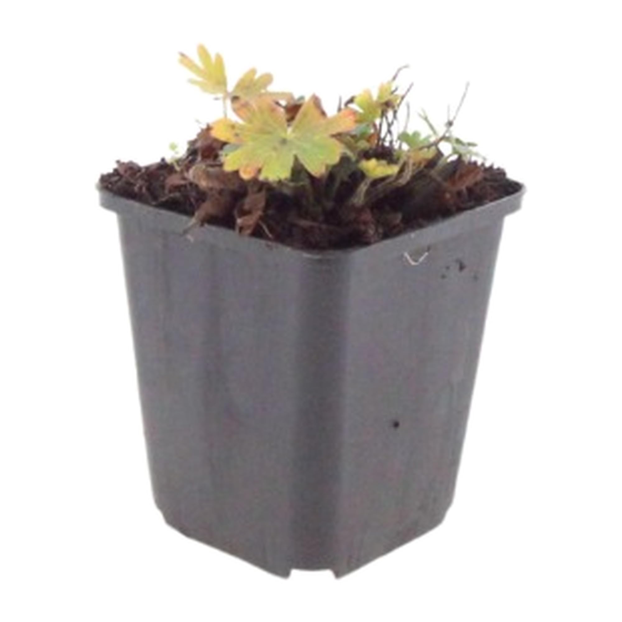 Geranio Max Frei da Giardino, Rosso Carminio, 48 Pezzi Vaso 9cm H10-25cm