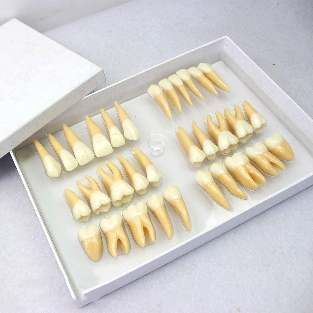 2.5倍大複製根模型歯 [B10-330] 歯の模型 2.5倍大複製根模型歯 [B10-330]｜株式会社ニッシン｜歯科模型