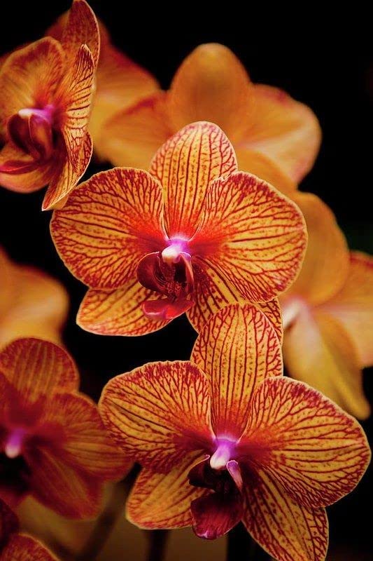 VANDA ORCHID FLOWER PLANT 8284 (B0BSQSMY4X) Amazon Price History, Amazon Price Tracker