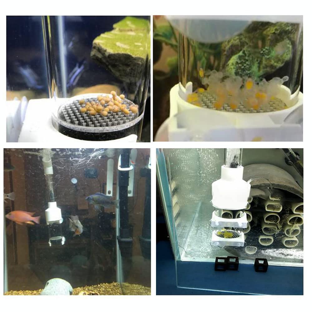 Incubateur d'œuf de poisson pour bébé - 50 mm - Pour aquarium, cichlidé, aquarium