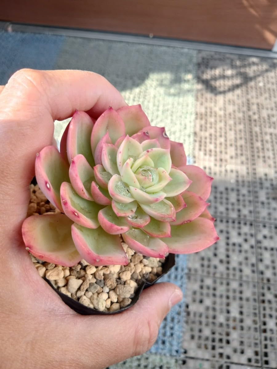 Amazon.co.jp: 多肉植物 グレイスミス 抜き苗 エケベリア 7ハーフ