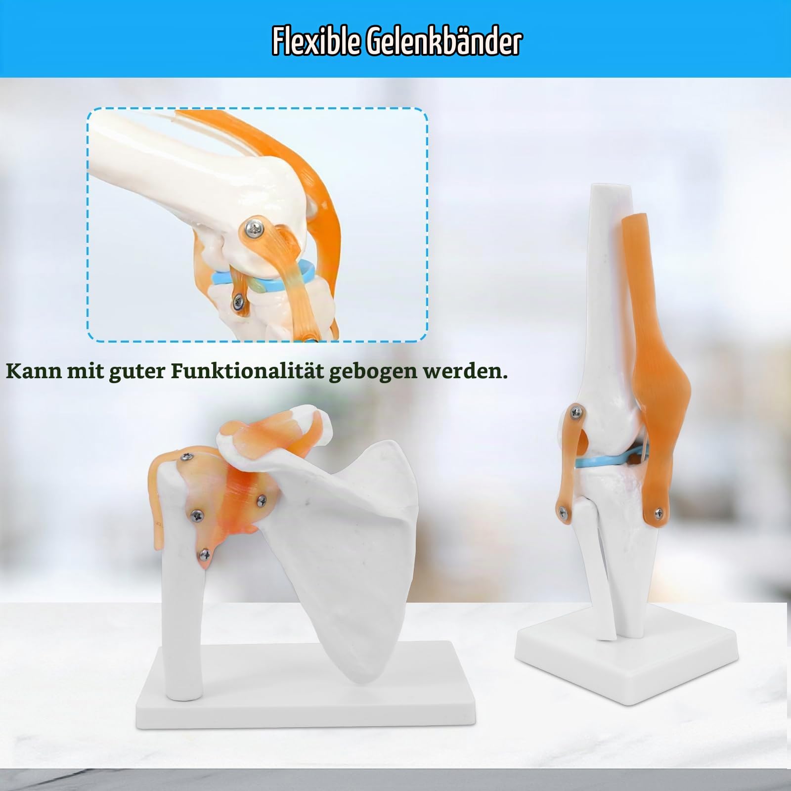 Anatomie-Skelett-Modell Lebensgroßes Gelenksmodell 6 Stück, Schulter-, Ellbogen-, Hüft-, Fuß-, Hand-, Kniegelenk-Modell, Pädagogische Ressourcen