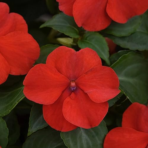 Outsidepride 150 semillas rojas brillantes Impatiens sombra jardín flor semillas para plantar