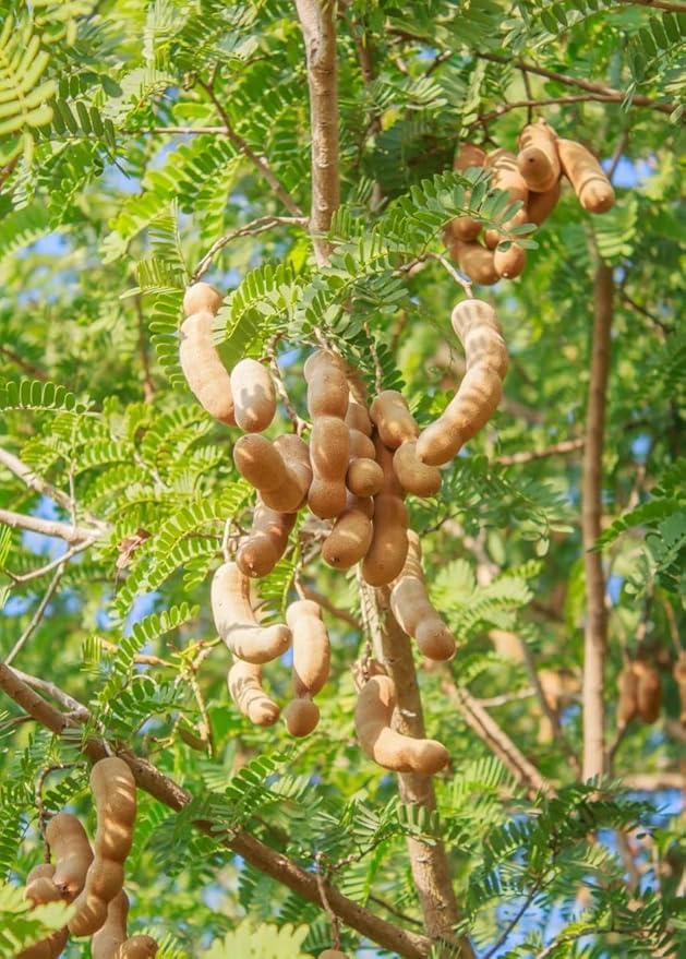 Image of Live Sweet Tamarind /Imli /gunni Hybrid Fruit Plant & Tree ? Outdoor Gardening Pack of 1 ? Healthy Grafted Sapling for Home Garden & Farm ? Fast Growing, High Yield Variety