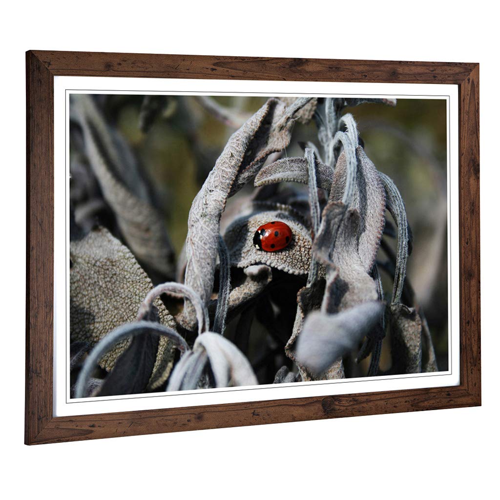 Big Box Art Framed Print of Red Ladybird Insect (1) Design | Wall Art Picture | Home Decor for Kitchen, Living, Dining Room, Bedroom, Hallway, Office, Walnut, A2 / 24.5x18 Inch / 62x45cm