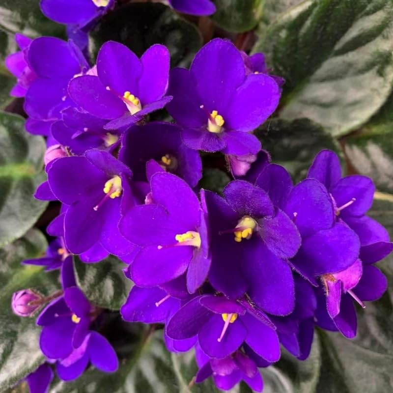 AVERAR Dark Purple African Violet