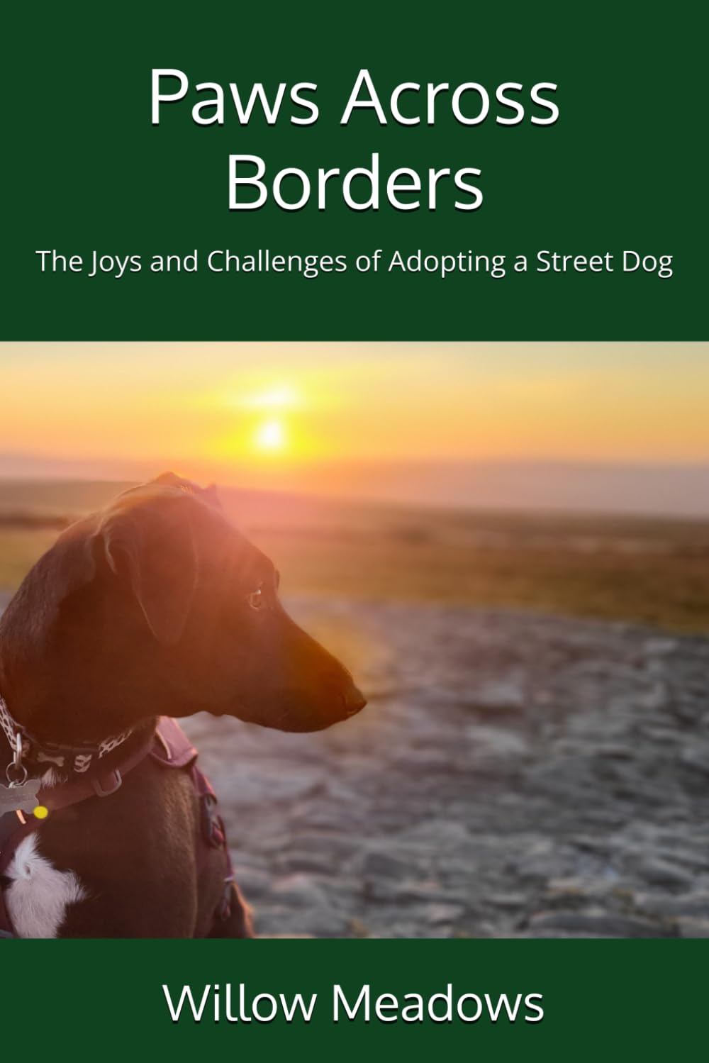 Paws Across Borders: The Joys and Challenges of Adopting a Street Dog