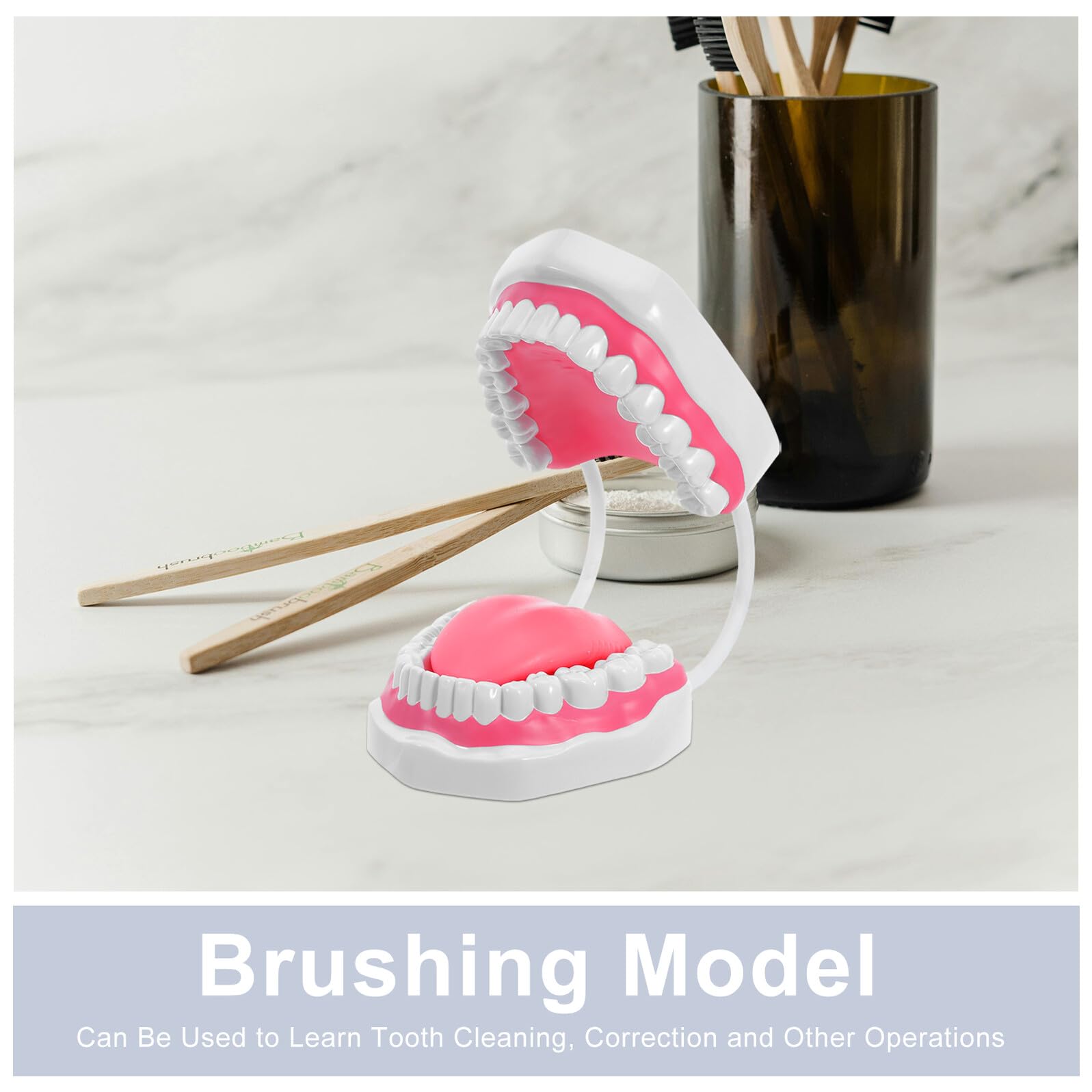 Mikinona Modello Denti Igiene Orale Ingrandito in PVC Durevole per Formazione e Studio Professionale Cura Educativa