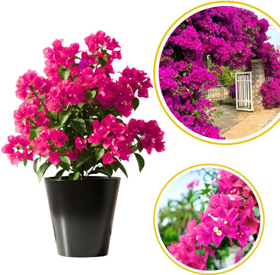 Pink Bougainvillea Live Plant in 4'' Pot, Hardy Bougainvillea Tree Plant Live, Live Flowering Vine for Outdoor Planting, Climbing Plant, Well-Rooted, 6-8 Inch Tall