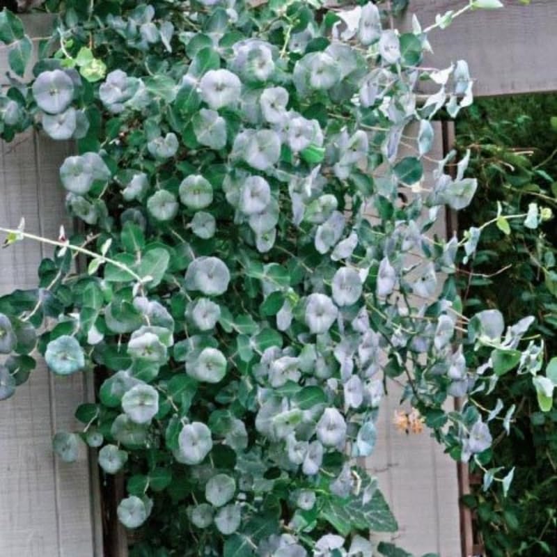 Fragrant Ghost Climbing Honeysuckle Plant Live Vine, Lonicera Perennial Honeysuckle Plants Bushes Shrubs in 2.5 Inch Pot, 5-10" Tall