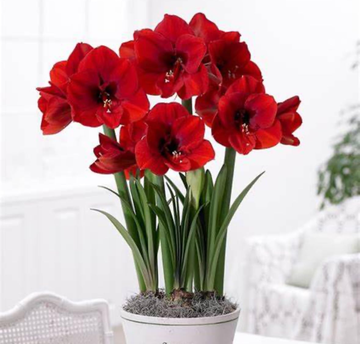 Amaryllis Bulb 'Red Lion' (Hippeastrum) - 1X Amaryllis Bulb