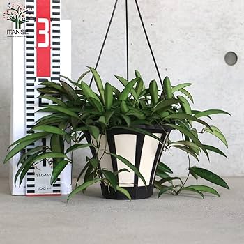 Amazon｜ホヤ(桜ラン)・ロンギフォリア 吊鉢5号鉢【品種で選べる観葉