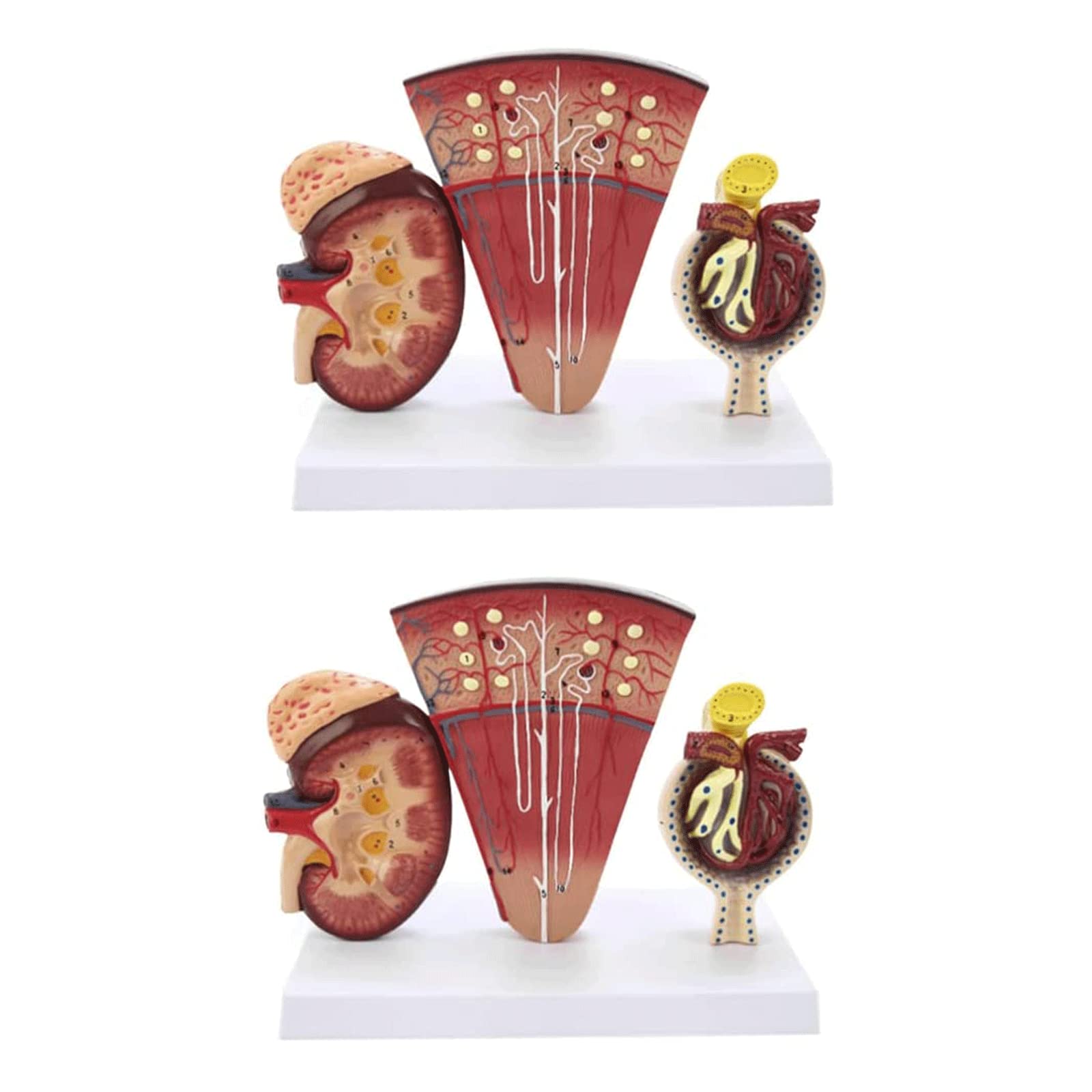 GTHTUHFD Skeleton Model Anatomy Model Glomerular Model Urinary System Organs Model Anatomy Human Kidney Model Kidney Model Human Anatomy Model .99,size_name-2 Pack