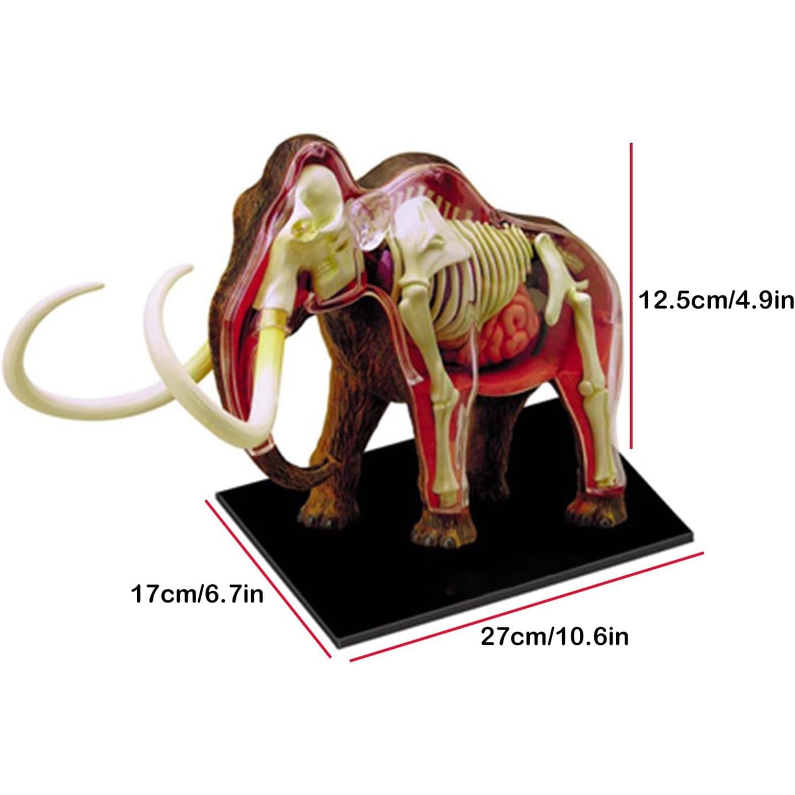 Modelo anatómico de mamut 4D, kit de 30 piezas extraíbles con órganos y partes del cuerpo, for clínica veterinaria, formación veterinaria, demostración docente escolar.