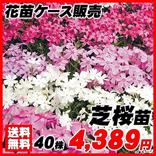 花苗大特価 芝桜(シバザクラ) ケース販売 1ケース40株入り / 国華園 25年秋商品のサムネイル