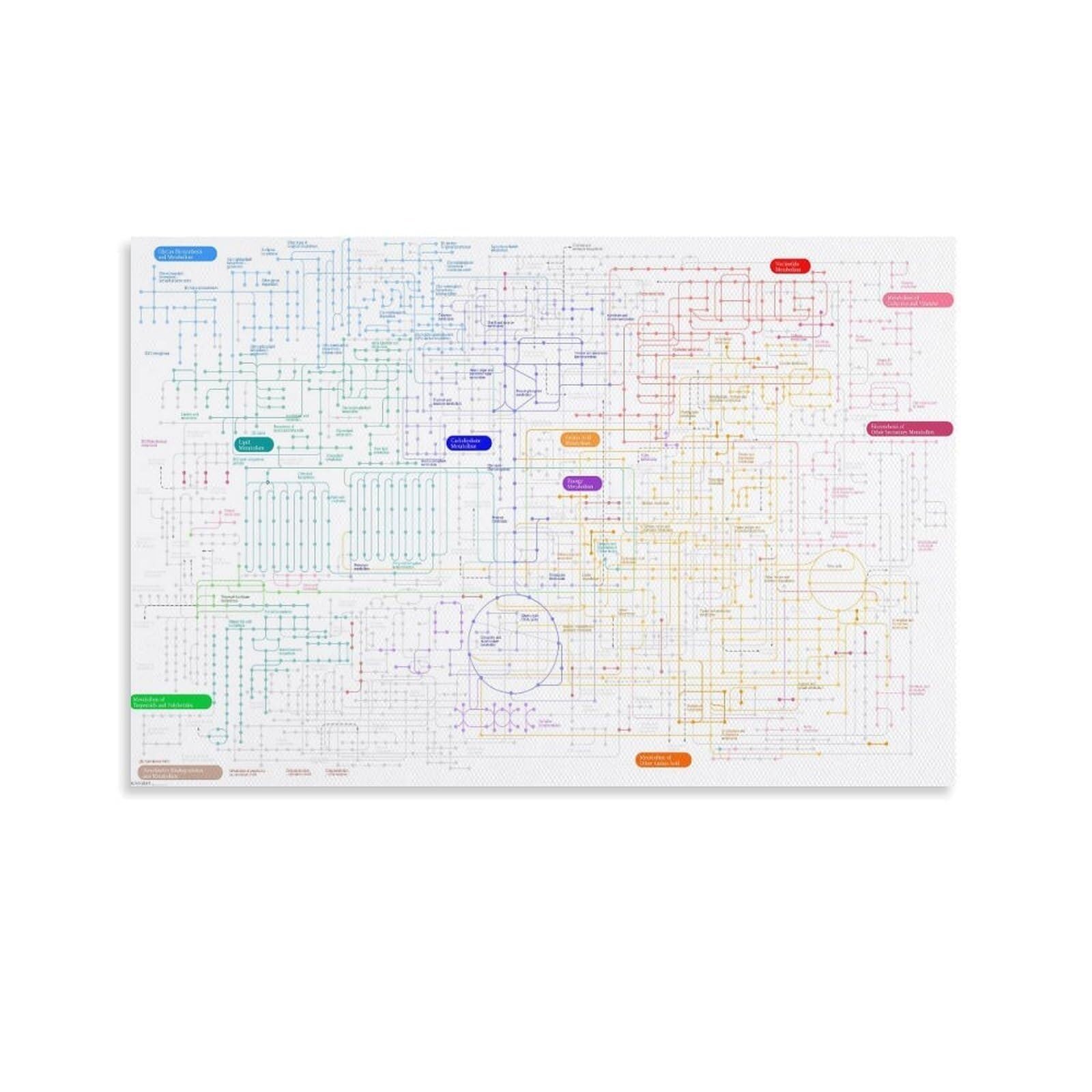 Mdbjtcyzn Framed Biochemistry Metabolic Pathways Poster Comprehensive Visual Guide To Cellular Respiration And Cycles(,08X12inch(20X30cm))