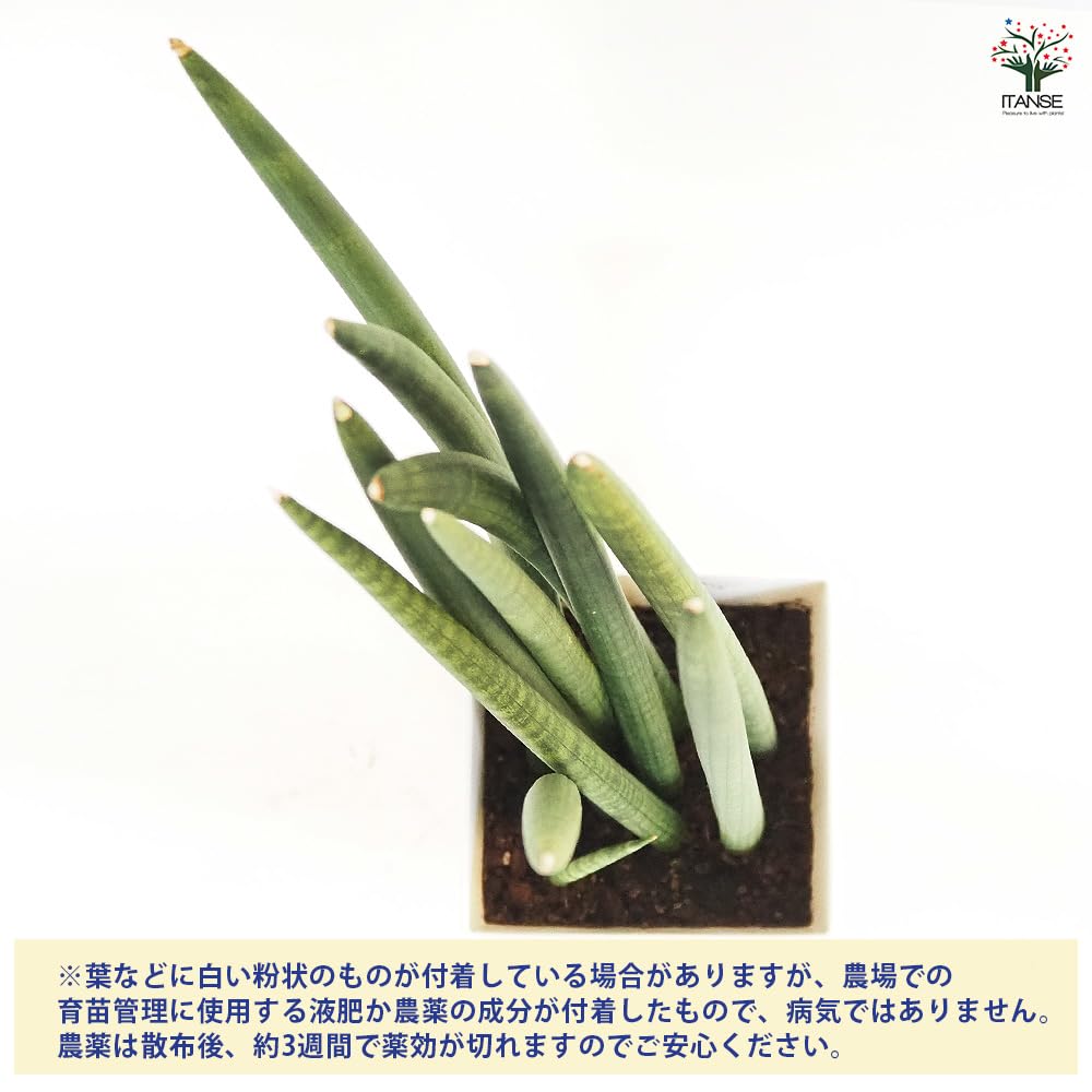 Amazon｜ITANSE サンスベリア スタッキー 7号 1個売り 観葉植物