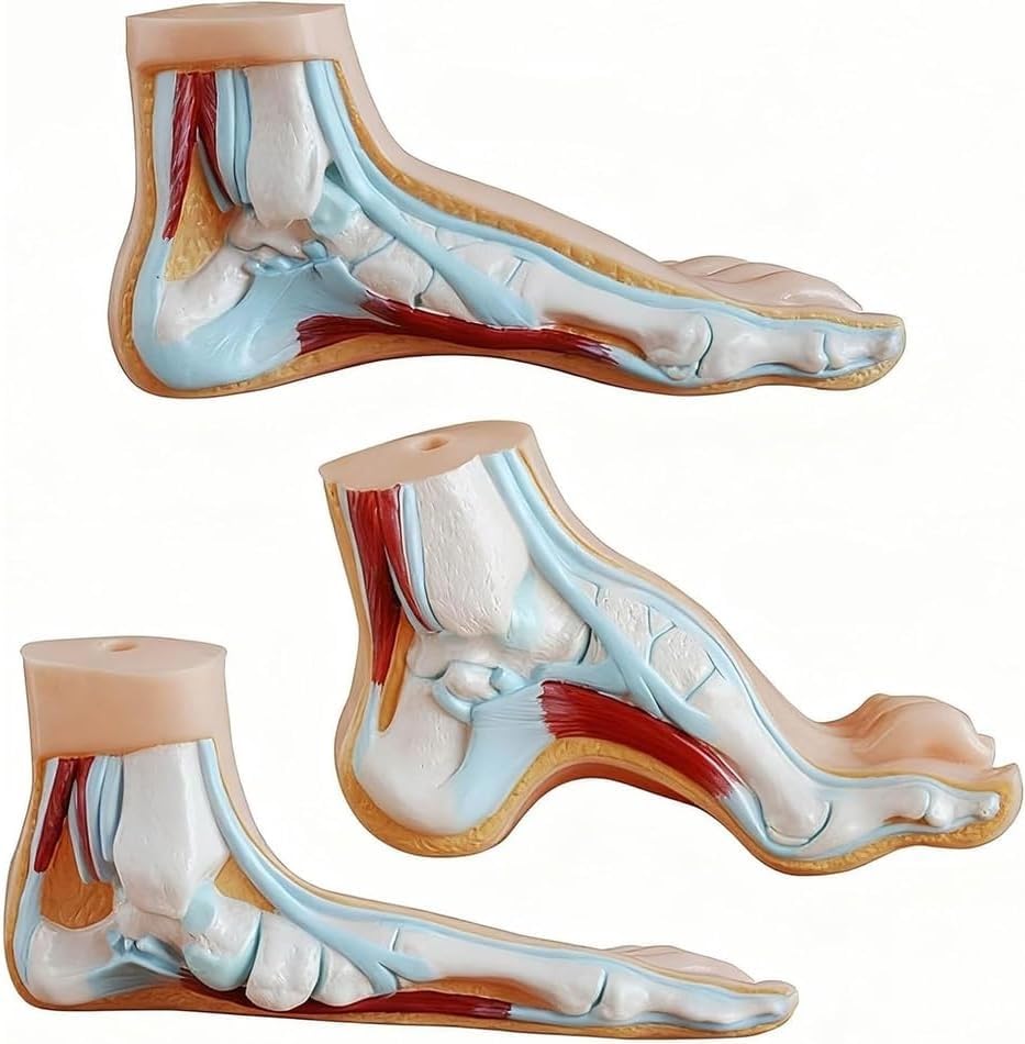Modèles d'arche humaine en 3 pièces pour l'étude anatomique du pied