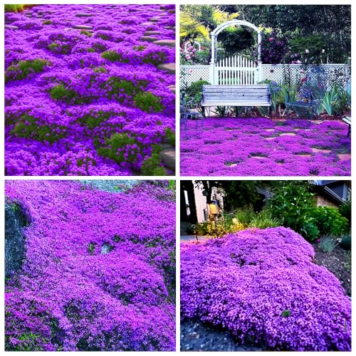 21000+ Creeping Thyme Seeds for Planting Outdoor -Perennial Flowers Plant in Home Garden Backyard Non-GMO